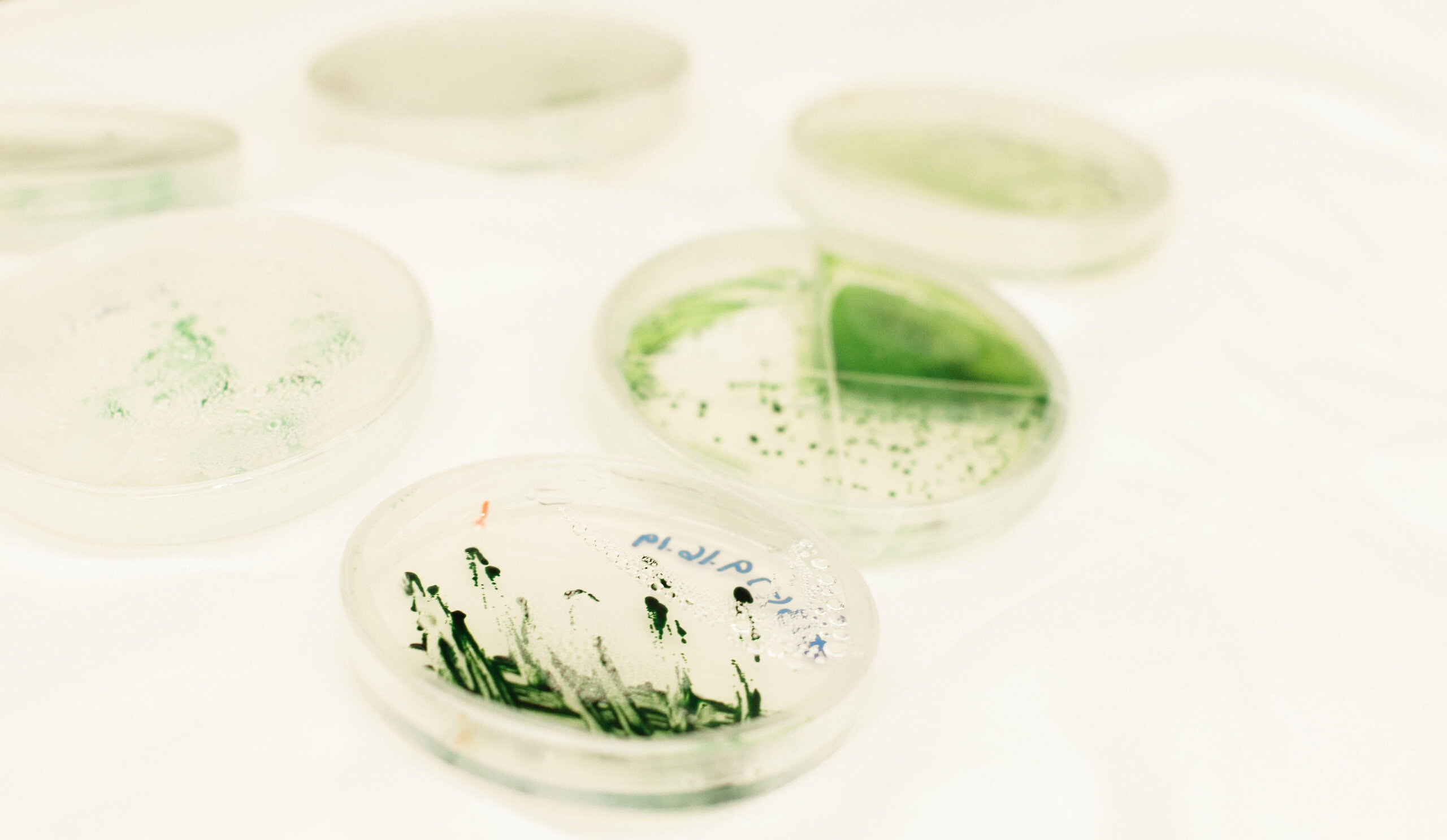Cleaning up mine sites with carbon-negative bioremediation 3 Petri dish containing engineered bacteria