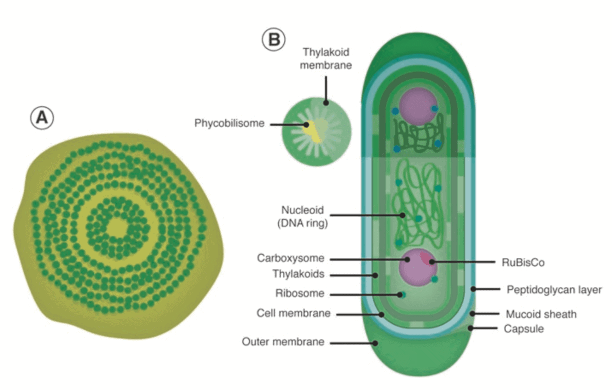 Cleaning up mine sites with carbon-negative bioremediation 2 Diagram of cyanobacteria