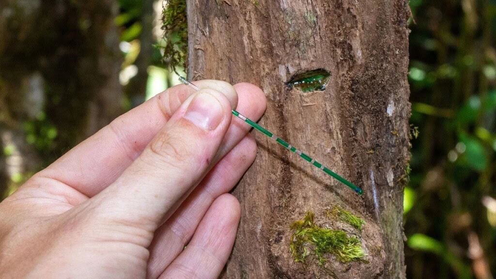 How to grow metals using plants 2 Phyllanthus balgooyi