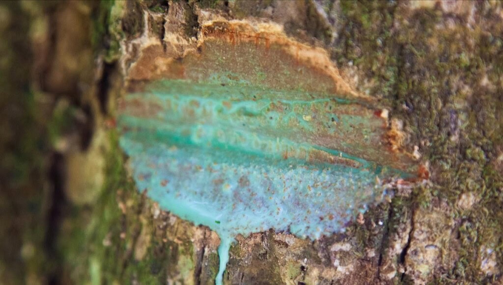 How to grow metals using plants 1 Pycnandra acuminata blue green latex resized