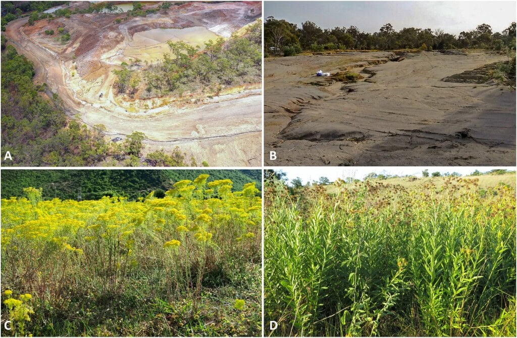 How to grow metals using plants 4 van der ent et al 2021