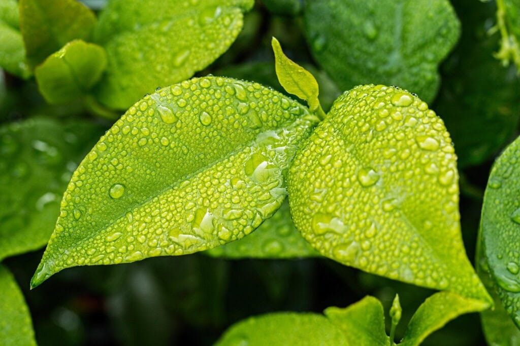 Measuring & monitoring mine environmental performance 1 leaf 1001679 1920