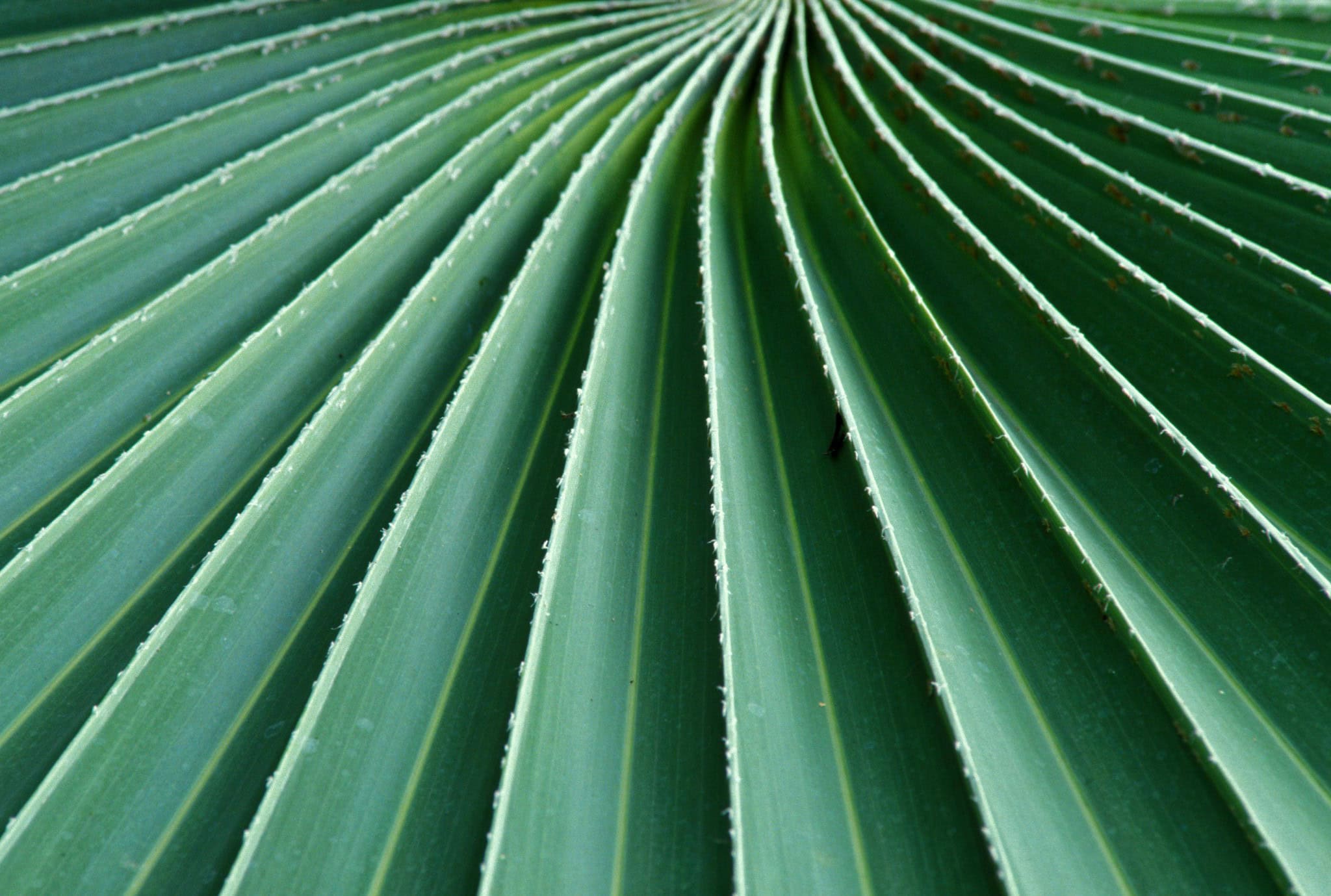 Detail of leaf. Canada. Photo Curt Carnemark World Bank
