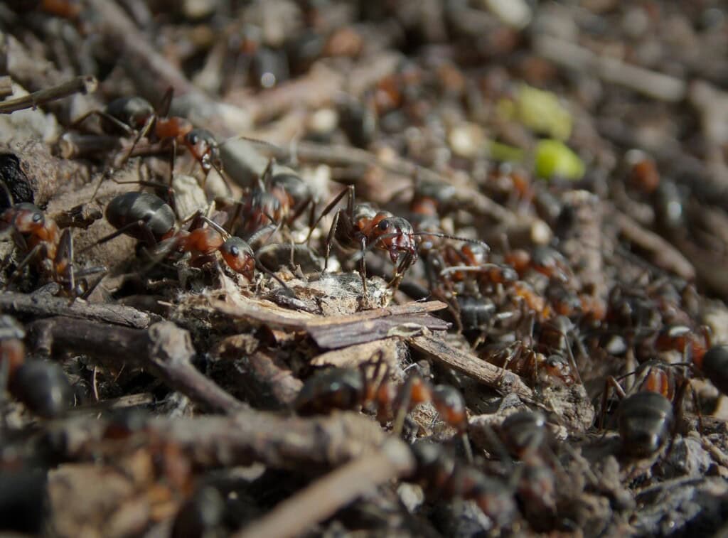 Swarming towards new ways of mining 1 1 8 1