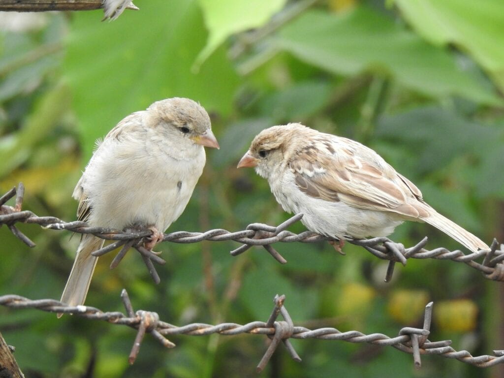 SPOTLIGHT: Did we forget to invite Gen Z and others into the mining industry? 3 Two small sparrows perched on rusty barbed wire amidst lush green foliage, showcasing natural wildlife and bird behaviour in relation to Gen Z